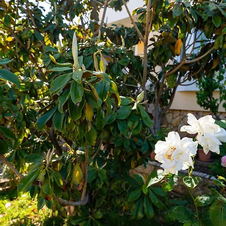 My Dalmatia - House Σπίτι διακοπών Privlaka (Zadar)